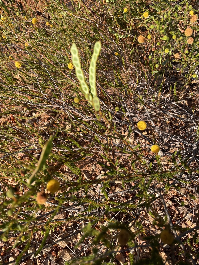 Acacia adoxa var. subglabra photo 2