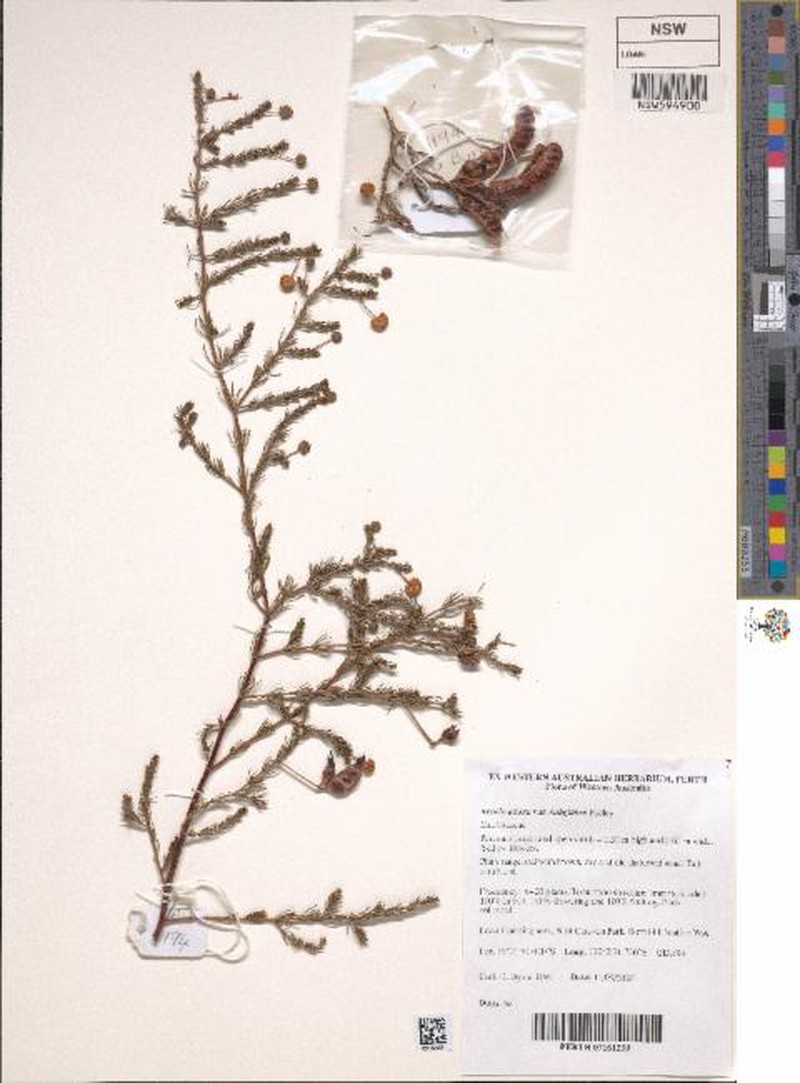 Acacia adoxa var. subglabra photo 3