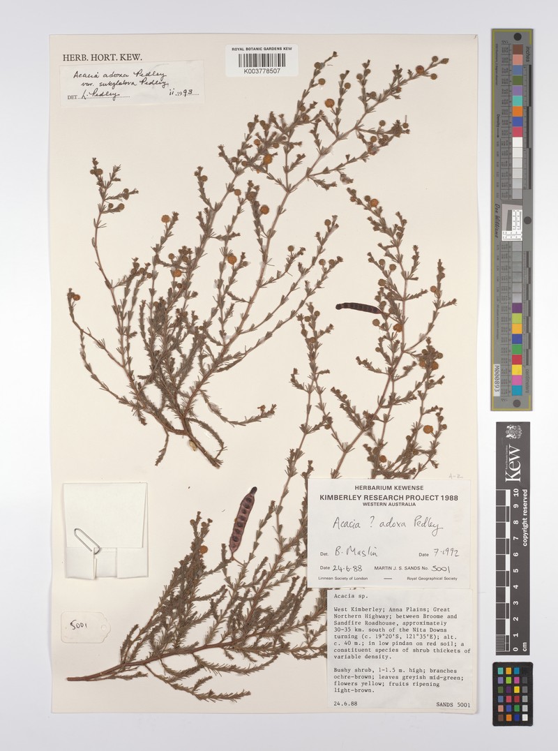 Acacia adoxa var. subglabra photo 4