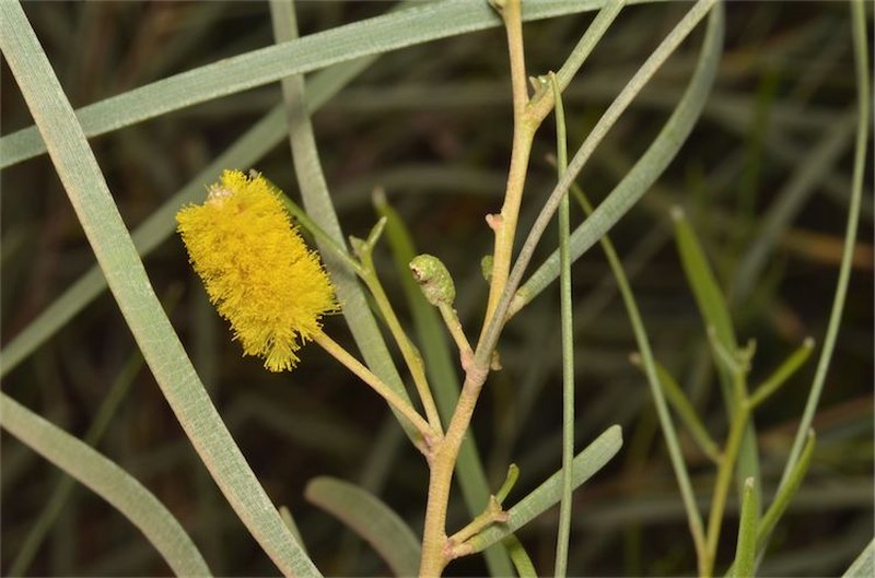 Acacia adsurgens