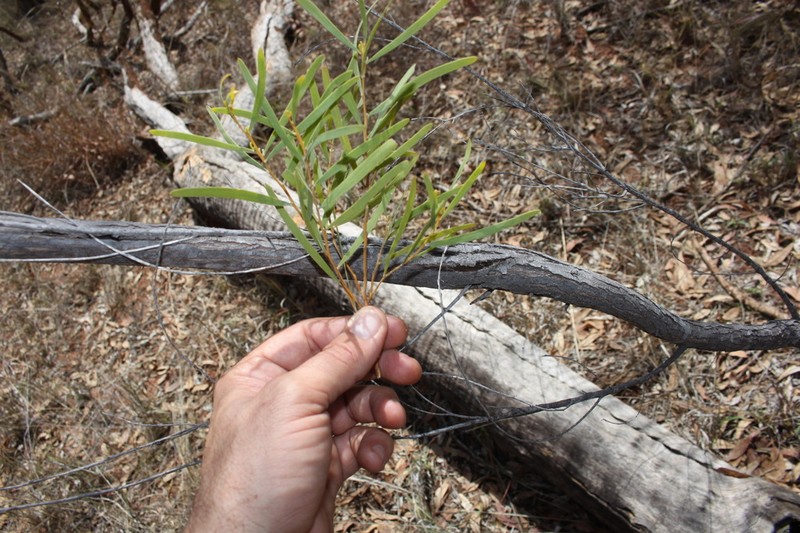 Acacia adsurgens photo 3