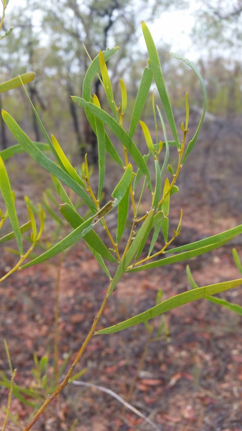 Acacia adsurgens photo 4