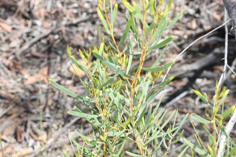 Acacia adsurgens photo 5