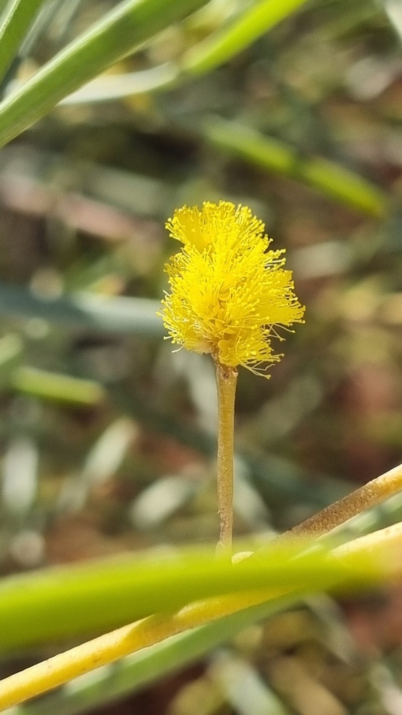Acacia adsurgens photo 6