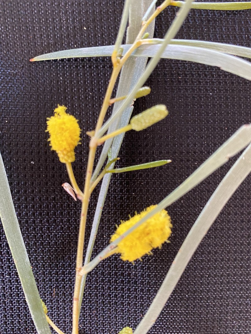 Acacia adsurgens photo 7