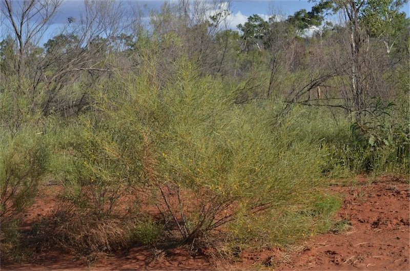 Acacia adsurgens photo 8