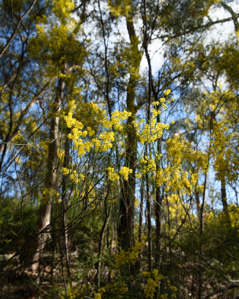 Wallangarra Wattle photo 3