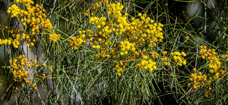 Wallangarra Wattle photo 4