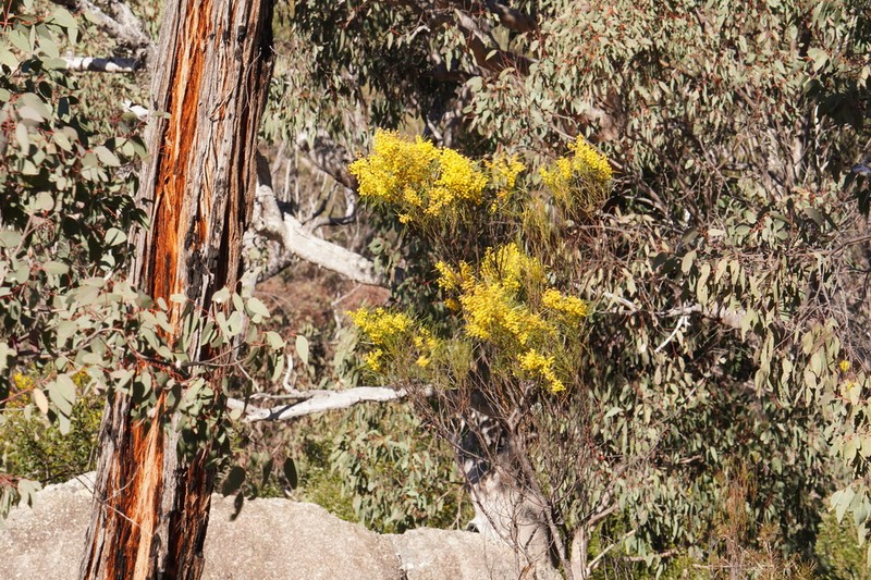 Wallangarra Wattle photo 5