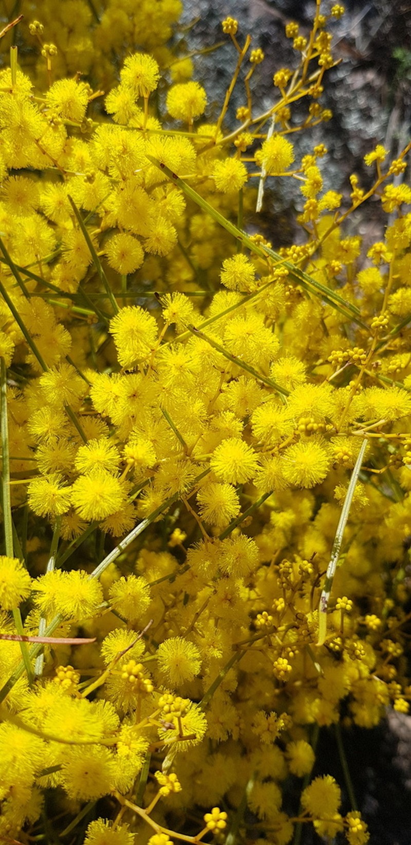 Wallangarra Wattle photo 6