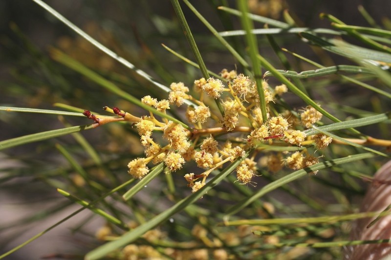 Wallangarra Wattle photo 7