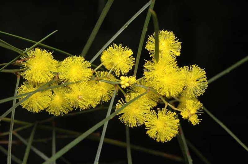 Wallangarra Wattle photo 2