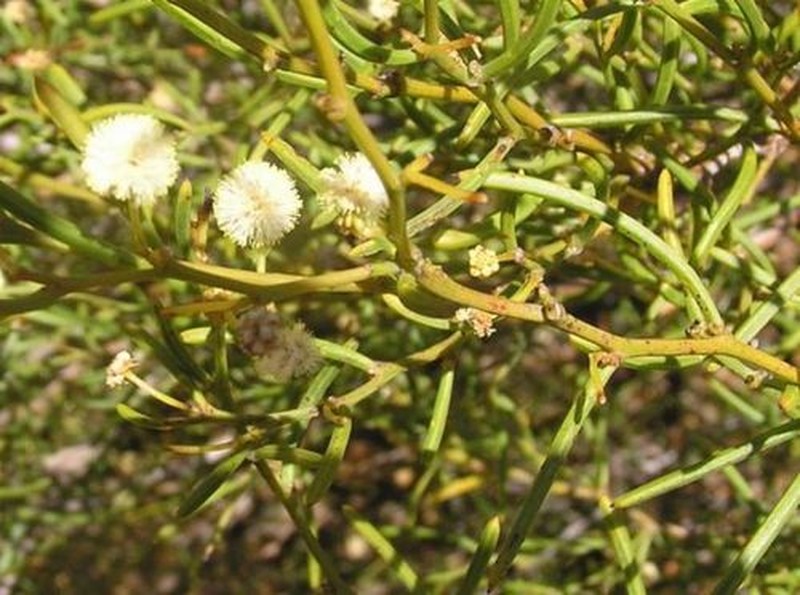 Acacia aemula
