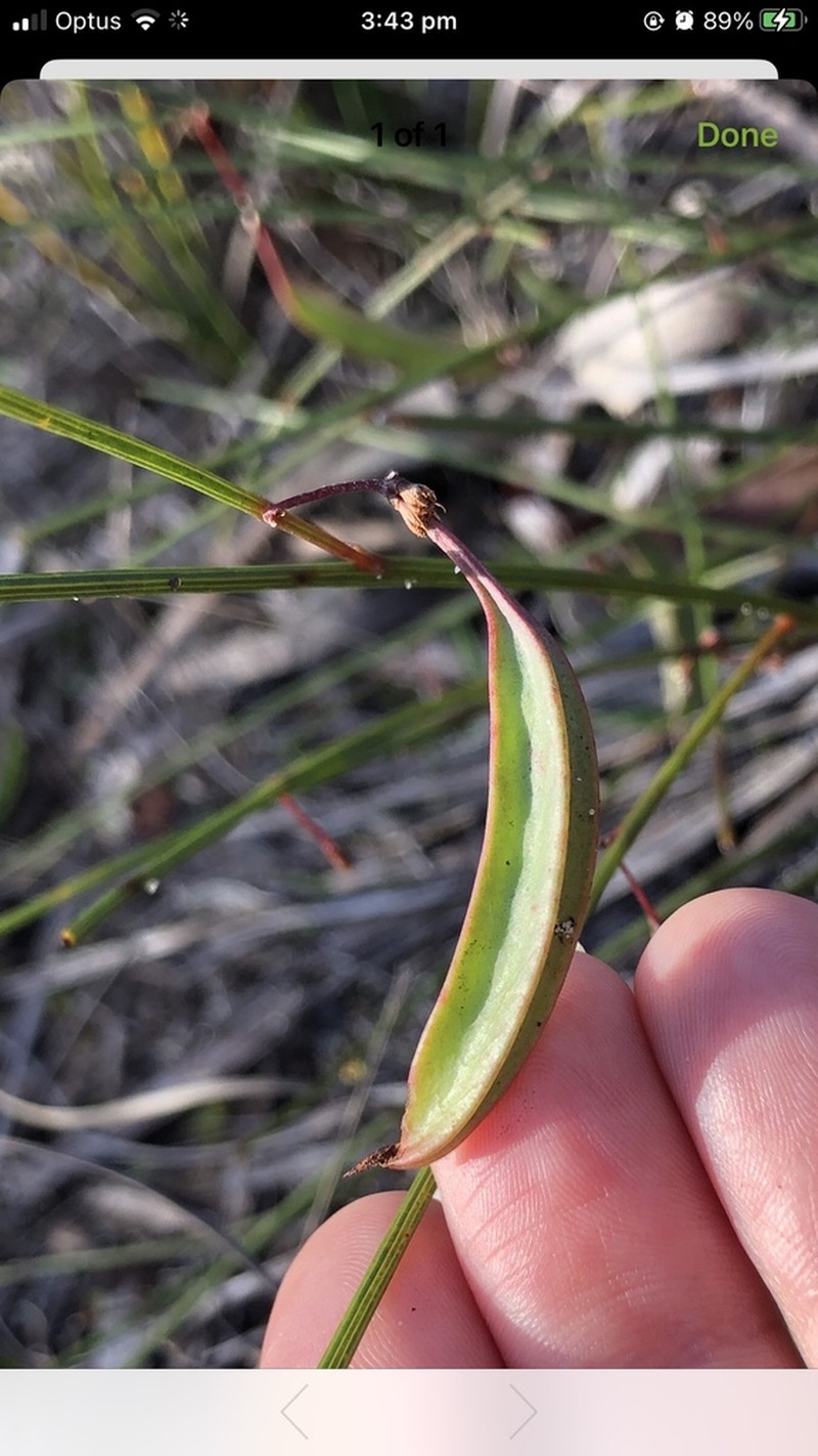 Acacia aemula photo 2