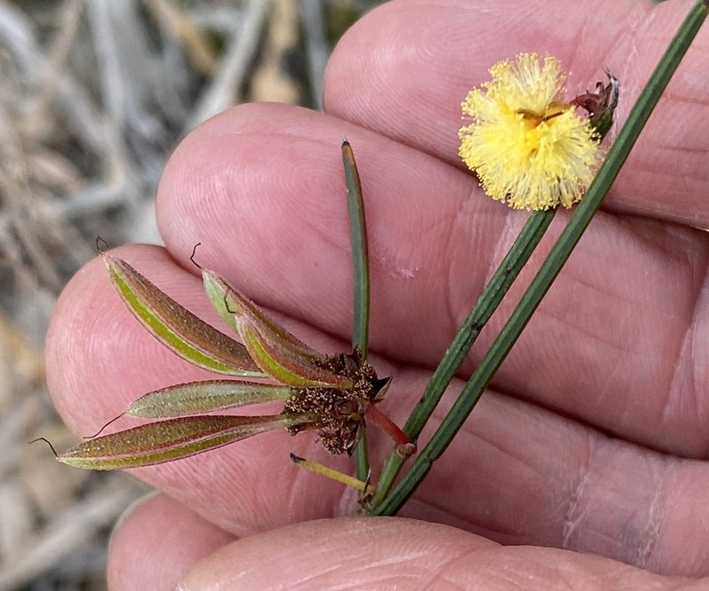 Acacia aemula photo 3