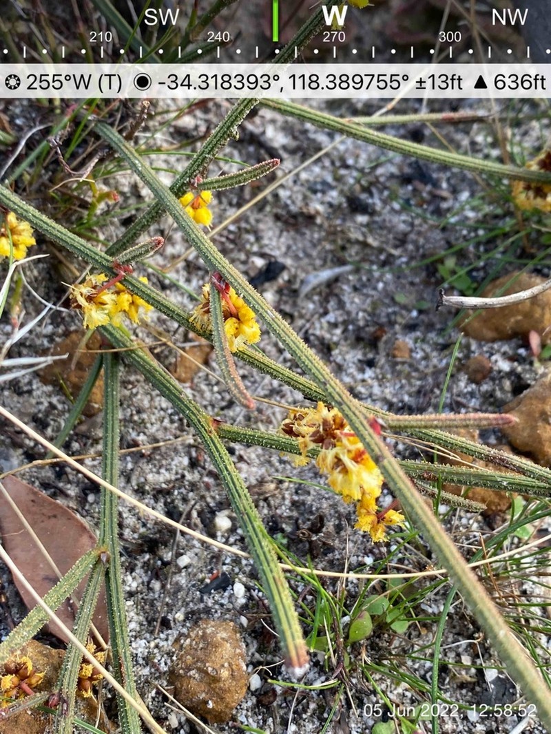 Acacia aemula photo 5