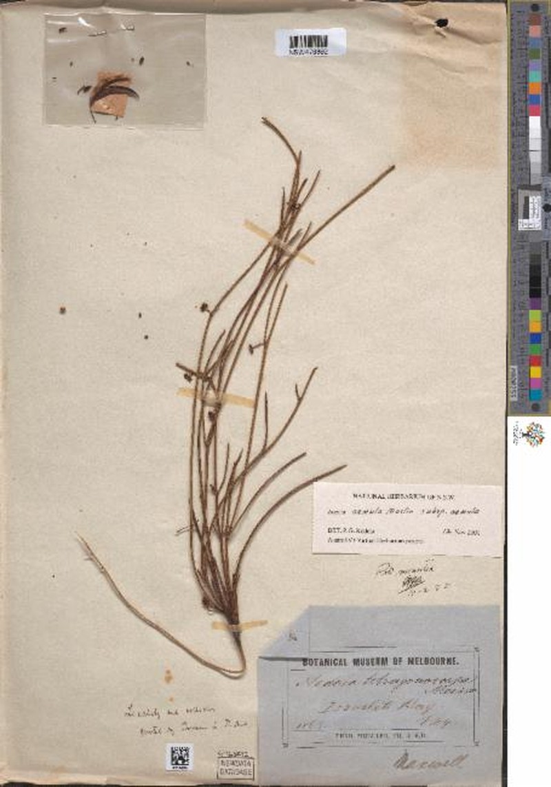 Acacia aemula subsp. aemula photo 3