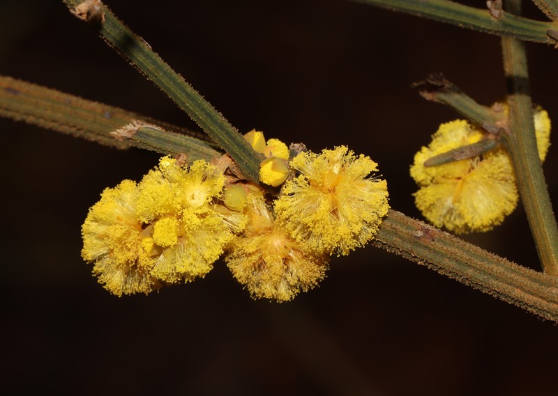 Acacia aemula subsp. muricata photo 2
