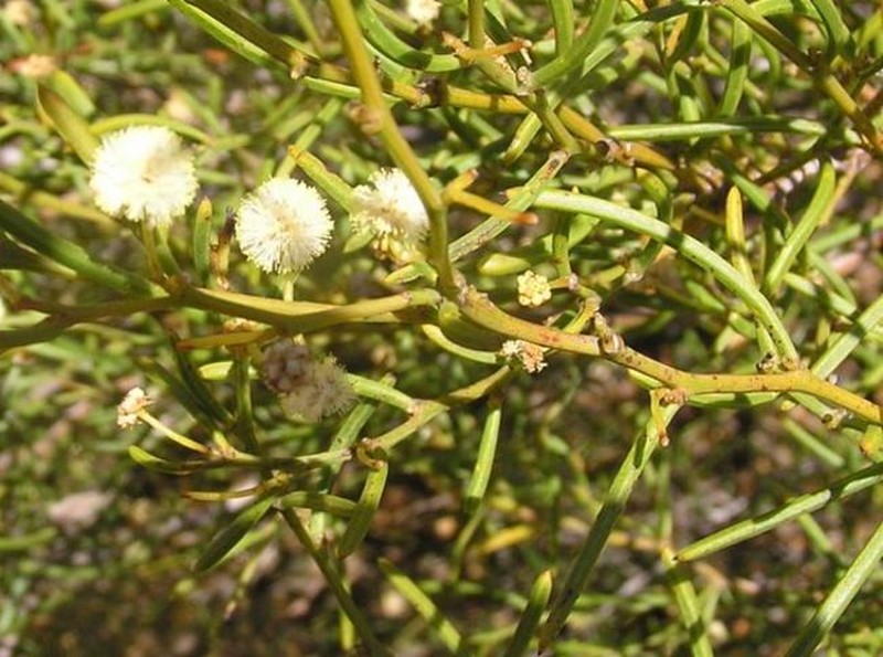 Acacia aemula subsp. muricata photo 4