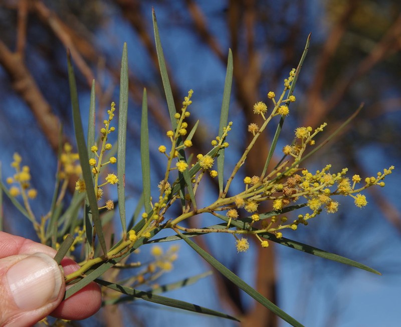 Acacia aestivalis photo 3