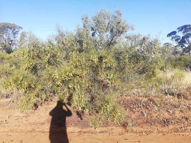 Acacia aestivalis photo 4