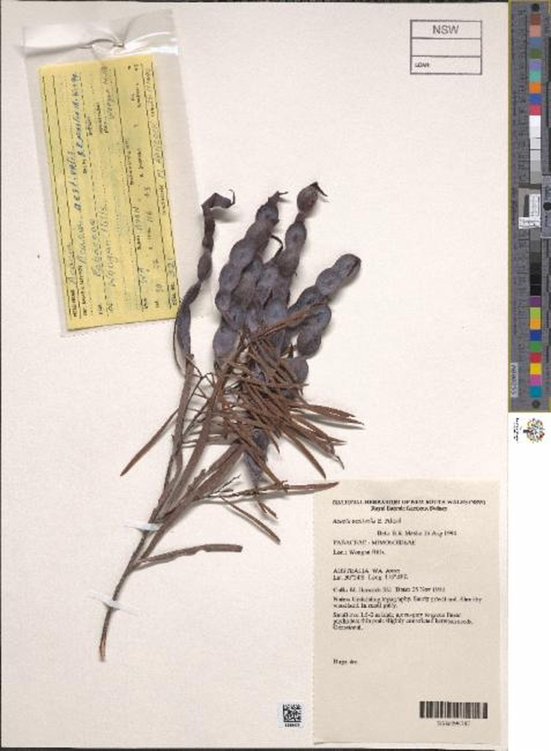 Acacia aestivalis photo 5