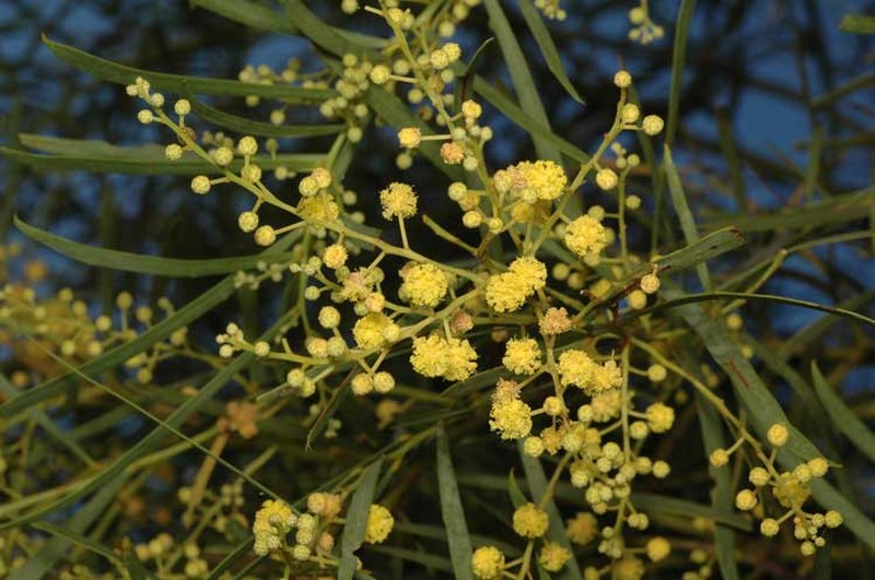 Acacia aestivalis