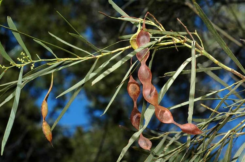 Acacia aestivalis photo 2