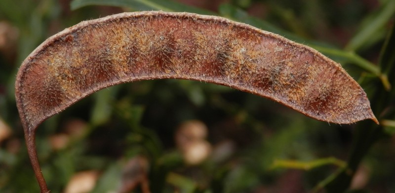 Winged Wattle photo 4