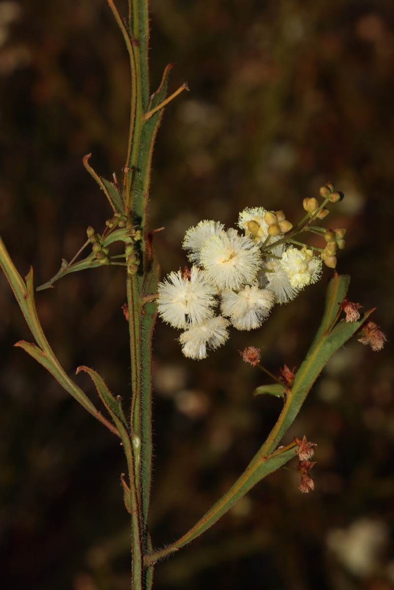 Winged Wattle photo 5