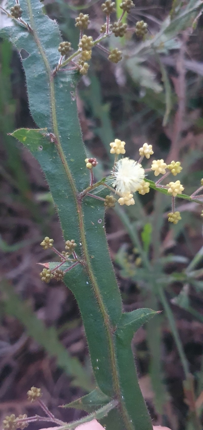 Winged Wattle photo 6