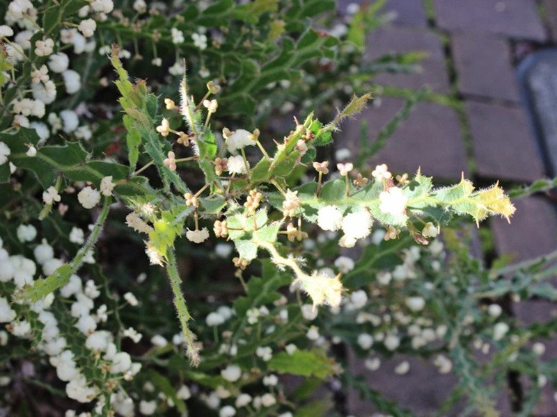 Winged Wattle photo 7
