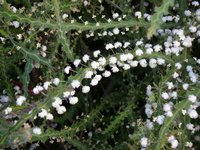 Winged Wattle