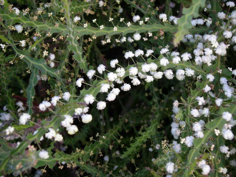 Winged Wattle