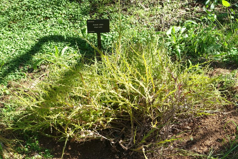Winged Wattle photo 2