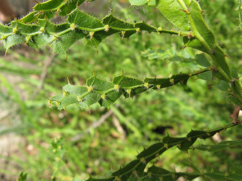 Winged Wattle photo 3