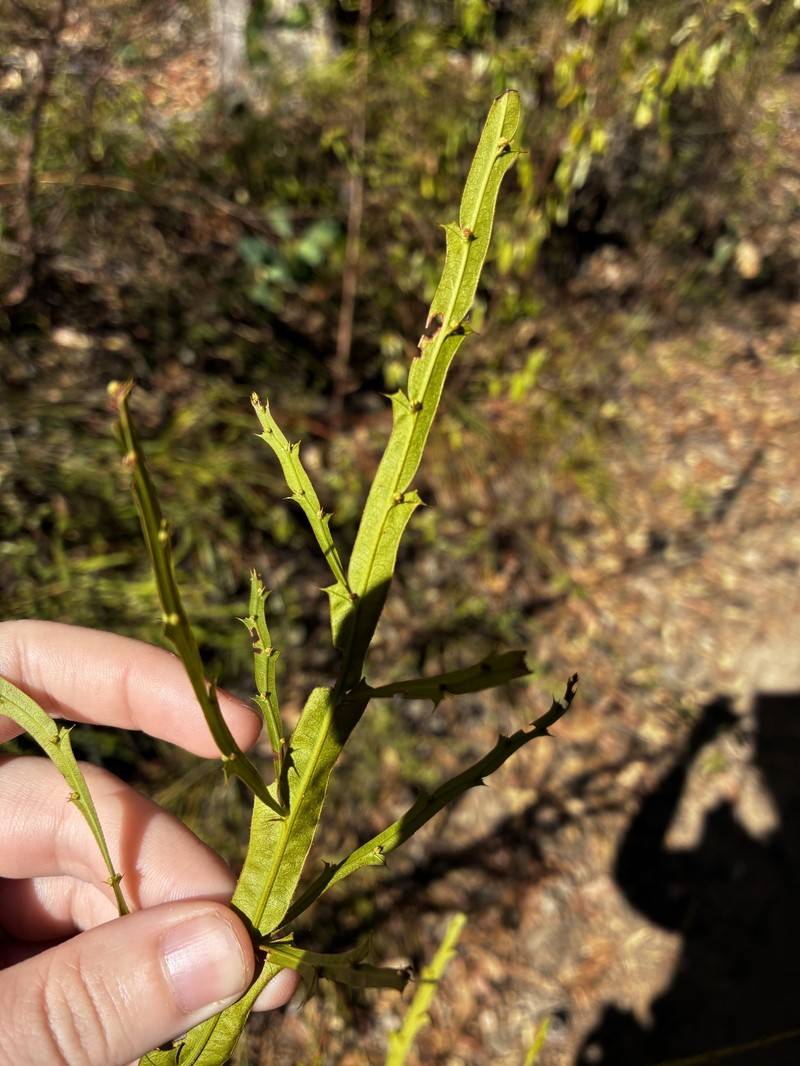 Acacia alata var. alata