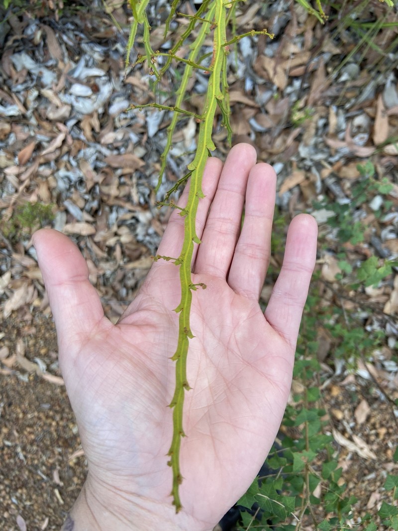 Acacia alata var. alata photo 2