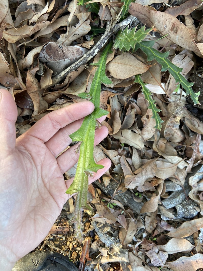 Acacia alata var. alata photo 3