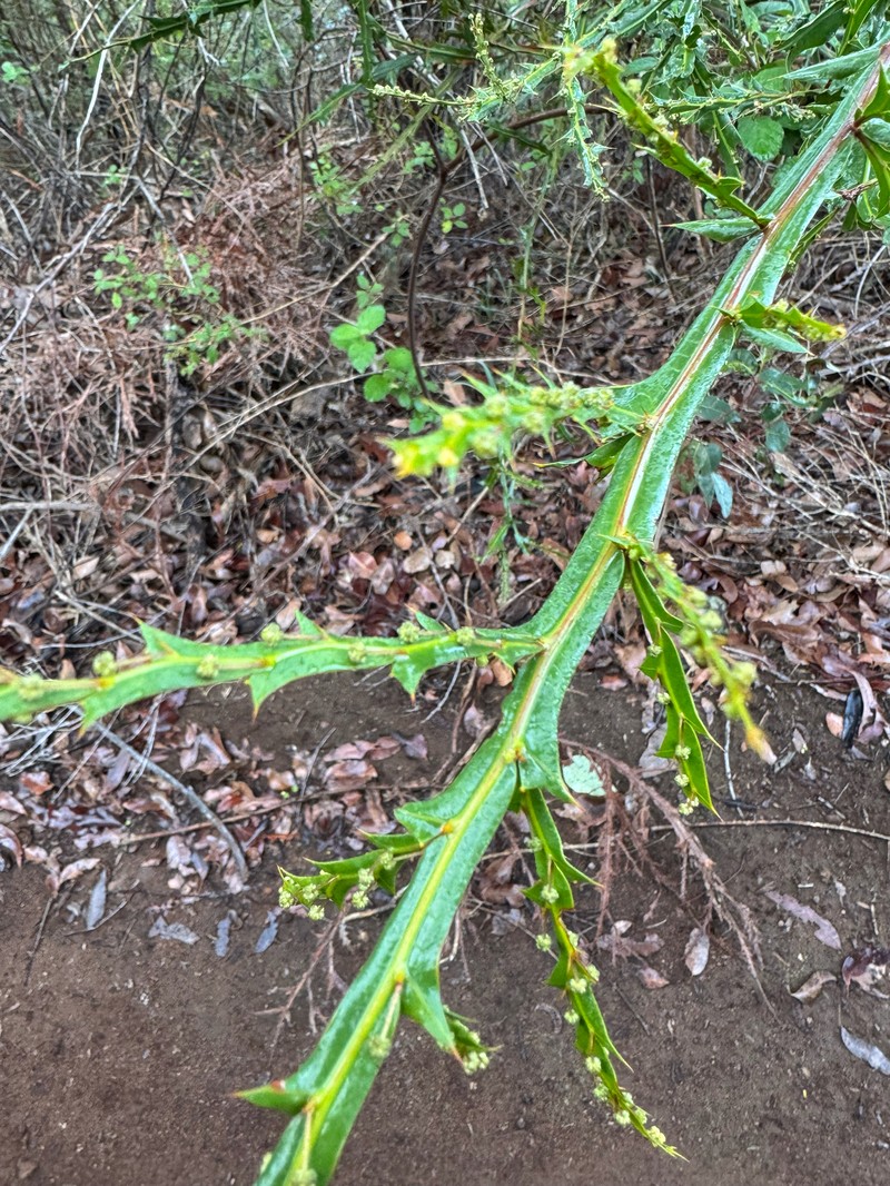 Acacia alata var. alata photo 4
