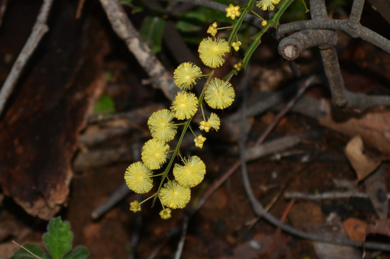 Acacia alata var. alata photo 5