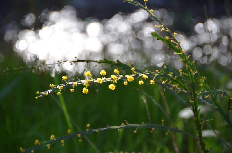Acacia alata var. alata photo 6