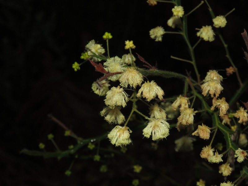 Acacia alata var. alata photo 7