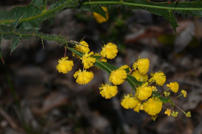 Acacia alata var. alata photo 8