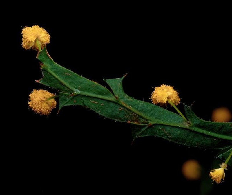 Acacia alata var. biglandulosa