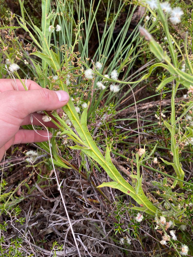 Acacia alata var. tetrantha
