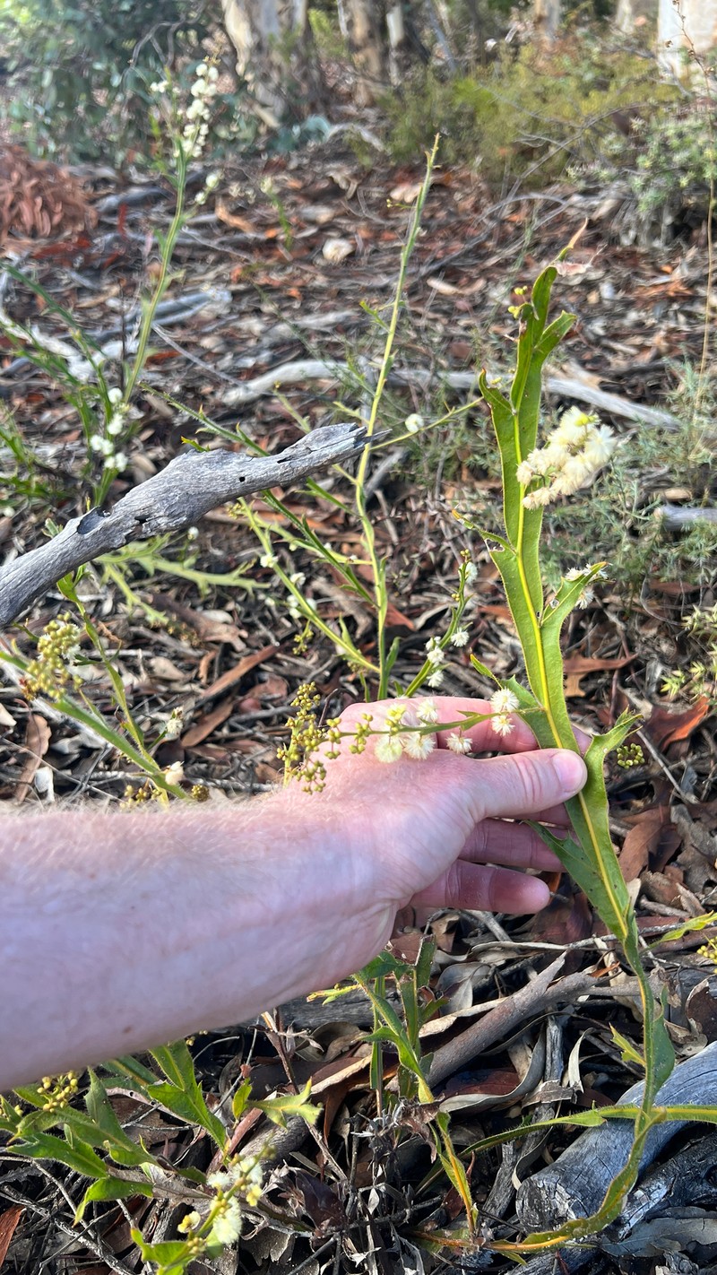 Acacia alata var. tetrantha photo 2