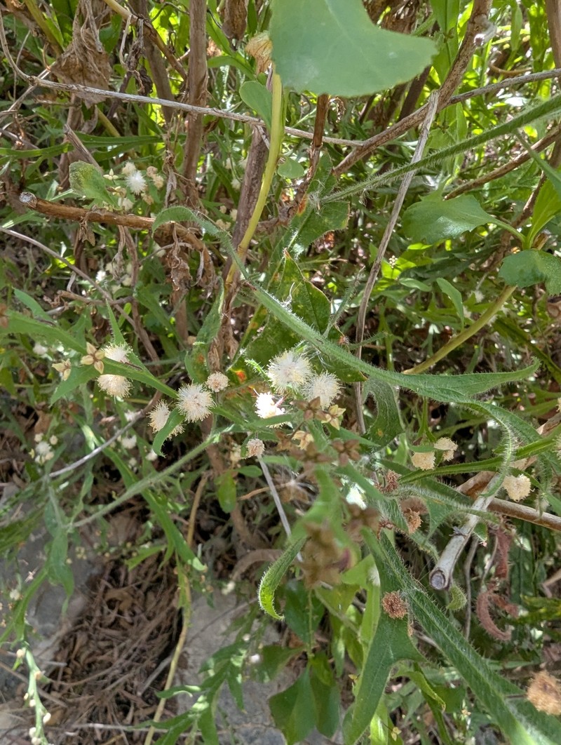 Acacia alata var. tetrantha photo 3