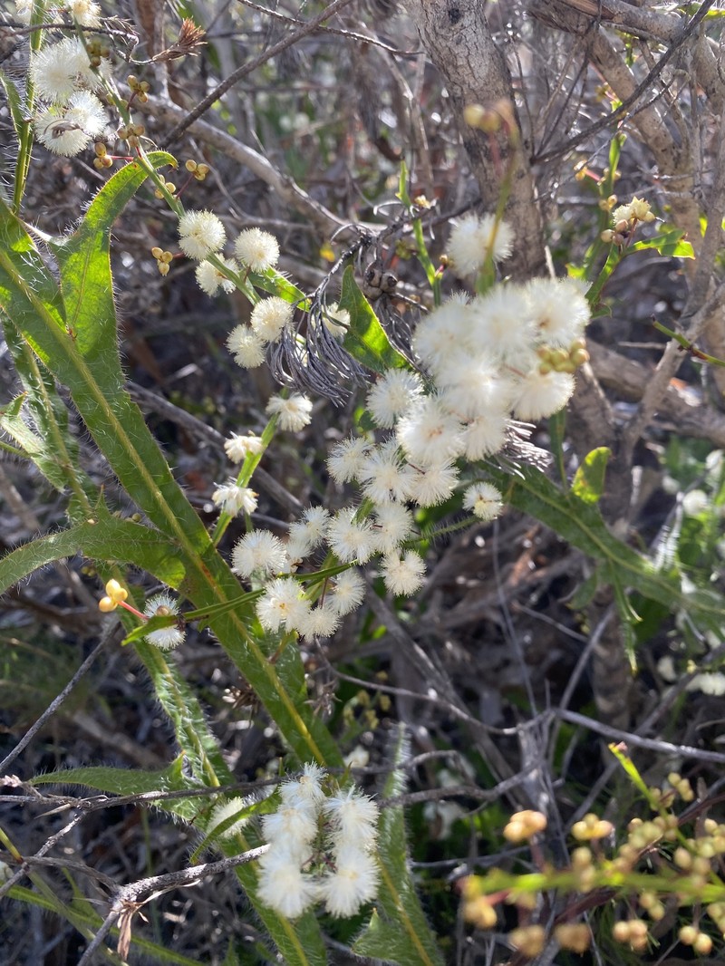 Acacia alata var. tetrantha photo 4
