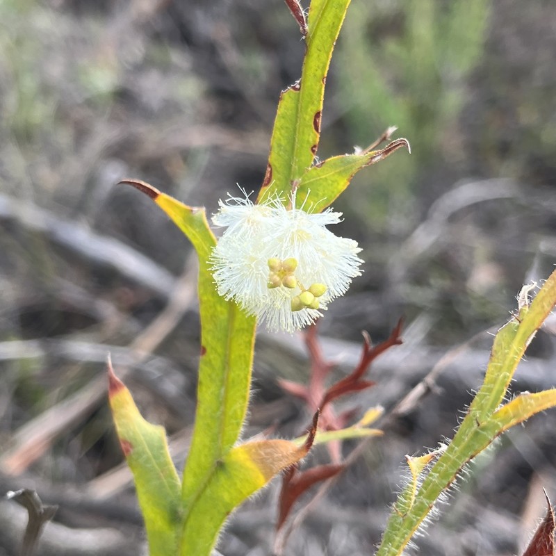 Acacia alata var. tetrantha photo 5